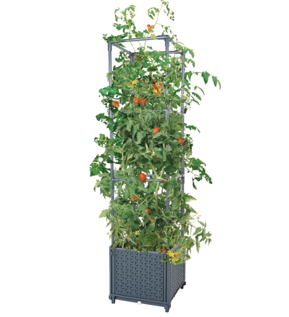 tomato container for garden