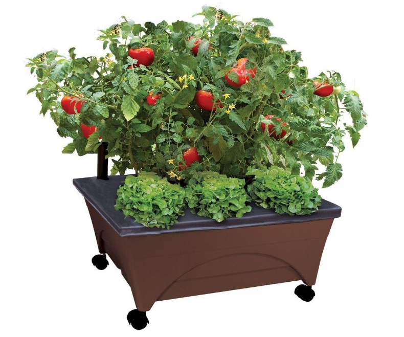 container garden for plants
