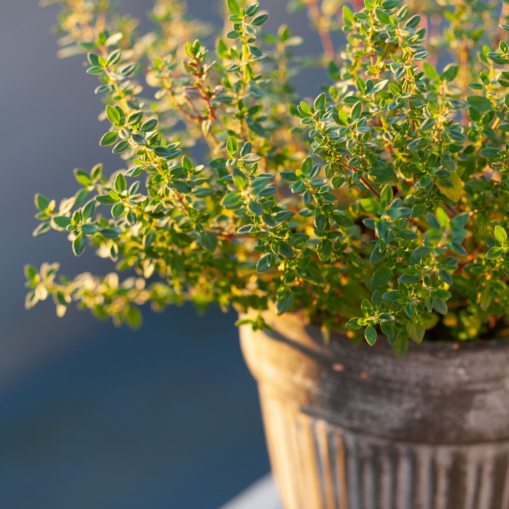 supplies for container garden