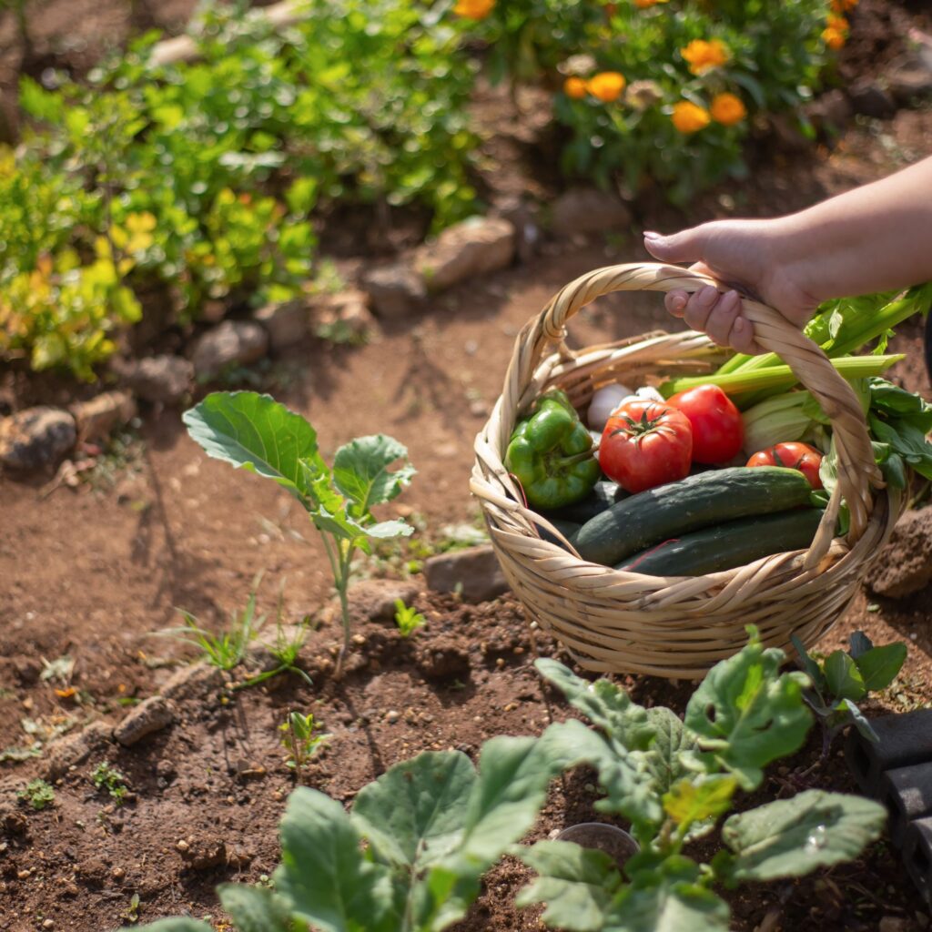 How to grow your own food